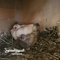  6 حمام للبيع منتجات