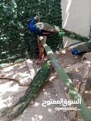 2 طاووس للبيع