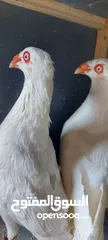  3 فحلين سلافر