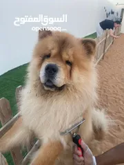  3 Chow chow male