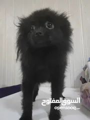  4 نثيه 8 شهور