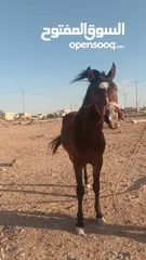  2 مهر عمره 18 شهر نشمي وعصبي ما شاء الله عليه فيه طاقة وحضور لونه مميز وبلفت النظر من أول نظرة