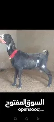  12 بسم الله الرحمن ارحيم معز فل لحم وسن صغير ضحايه