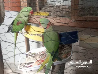  2 جوز كساندره متاح