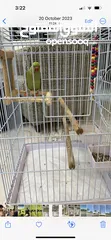  3 Parrot with cage for sale