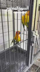  7 ثنين صن كنيور