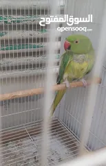  1 Parrot female