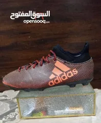  16 شروه احذية 60 جوز اصلي اوروبي منضف معقم جاهز للبيع