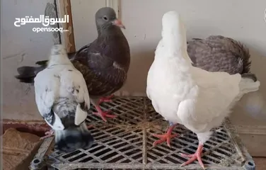  7 زغاليل لبيع حجم كبير طازج صحه ونظافه  فيه امكانيه الذبح والتنظيف والتوصيل