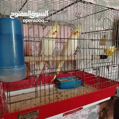  1 جوز كوكتيل لاتينو