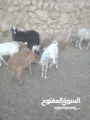  1 أبو عبدالعزيز لبيع الاغنام السمين