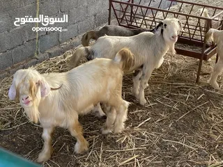  2 فحل من حلال الرحوب