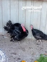  7 جوز حبش ما شاء الله صحه ونضافة