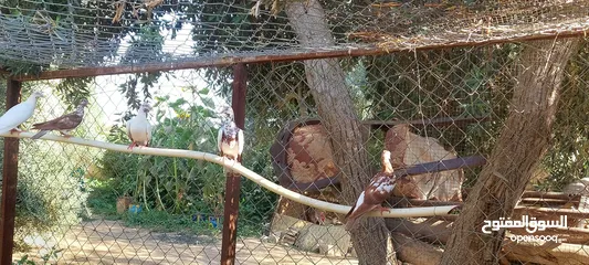  7 جواز للبيع