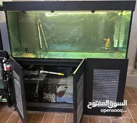  5 اروانا ولخمه بلاك دايمن Arowana & Stingray