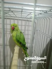  1 عصفور دراة