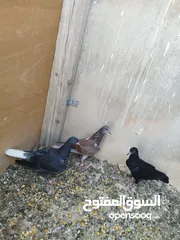  5 حمام لوت قلاب