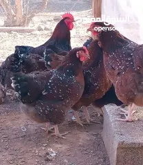  10 بيض مخصب وصيصان دجاج سلالات