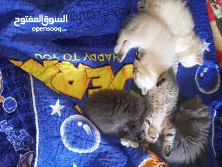  2 القطط الصغيره عمرهااا 2 شهرين ..القطط الكبيره عمرها 8شهور .. القط الاحمر سنه و3شهور