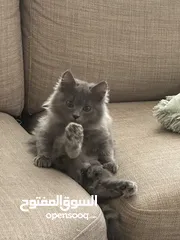  4 قطط للتبني في الرياض