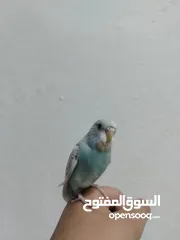  5 فرخ حب للبيع