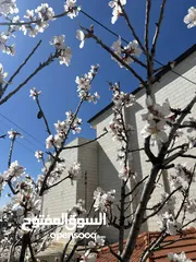  10 كاميرا canon g7x mark2 مستخدمه بحاله جيد جداً في رام الله بسعر نار وامكانيه المفاصله