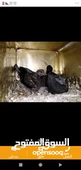  2 زغاليل طازجه جاهزه للطبخ الجوز 2.50 من الآخر مهما كانت الكميه