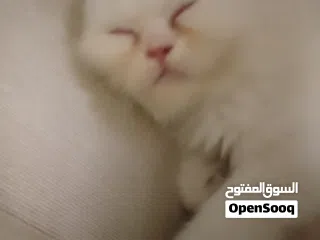  2 beautiful kitten 2 month old for sale