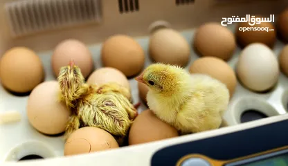  1 Broiler hatching and layers   chicks  and eggs  Ross 308   and Cobb 500