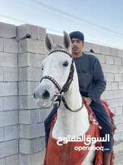  6 خيل عربي فرس