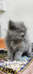  2 Cat for sale urgent sale on farwaniya