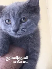  7 Scottish fold and Scottish streat