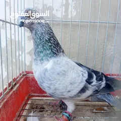  8 حمام للبيع