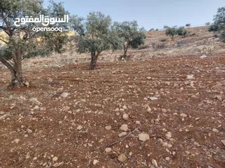  9 مزرعة لقطة مميزة مشجرة جرش دحل مساحة 3دونمات ونصف