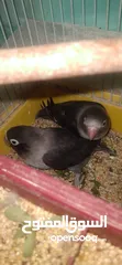  3 جوز فيشر اسود
