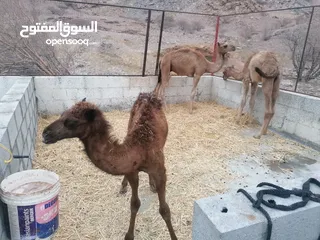  8 للبيع قعودين