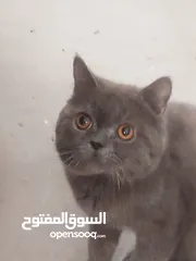  1 قط شارتروه