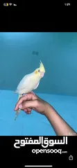  2 كروان لاتينو