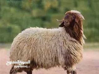 3 لحام متنقل لذبح اضاحي العيد خرفان و عجول جزار متنقل واصل لباب بيتك