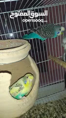  4 Budgies breeding pairs and  chicks