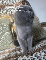  1 ذكر بريتش للتزاوج