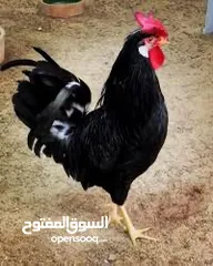  2 مطلوب مطلوب ديك عرب اصلي لون اسود اقره الوصف