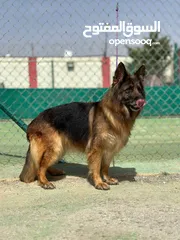  5 German shepherd