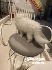  3 Persian cat well trained