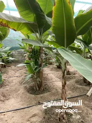  2 للبيع اشجار وفروخ موز