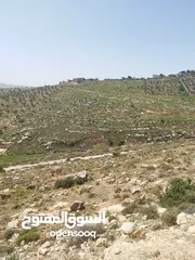  5 ارض للبيع ( ام رمانه) قريبه جدا من شارع الاردن حيث تبعد عن بن معروف 6 دقائق فقط