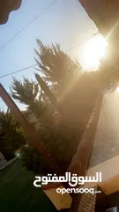  6 بيت مستقل بأجمل مناطق الخليل في ضاحية الزيتون