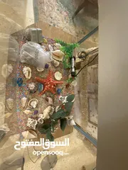  4 حوض سمك حجم وسط للبيع
