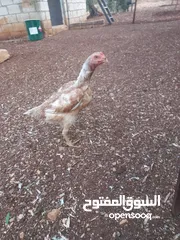  2 للبيع ديك وفرختين باكستاني