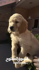  12 للبيع جراوى جولدن ريتريڤر بيور - for Sale puppies Golden retriever